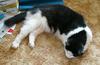 two legged cat