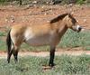 Mongolian pony