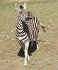 zebra query
