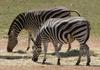 zebras