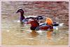 원앙 커플 | 원앙(鴛鴦) Aix galericulata (Mandarin Duck)