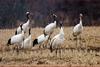 아무래도 수상하다...두루미 | 두루미 Grus japonensis (Red-crowned Crane)