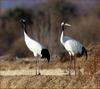 눈이 초롱초롱한 두 녀석 / 두루미 | 두루미 Grus japonensis (Red-crowned Crane)