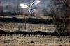 결정적 순간 / 두루미 | 두루미 Grus japonensis (Red-crowned Crane)