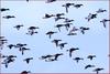 청둥오리들의 군무 | 청둥오리 Anas platyrhynchos (Mallard Ducks)