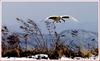 멋진 착륙 | 두루미 Grus japonensis (Red-crowned Crane)