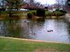 Waterfowl