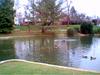 Waterfowl