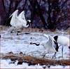 무술 하는 녀석들 | 두루미 Grus japonensis (Red-crowned Crane)