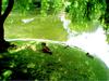 Waterfowl