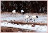 동행 혹은 동반자  | 두루미 Grus japonensis (Red-crowned Crane)