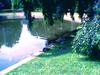 Waterfowl