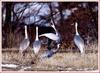 사랑이란, | 재두루미 Grus vipio (White-naped Crane)