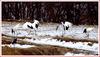 승자의 의기양양한 동작 | 두루미 Grus japonensis (Red-crowned Crane)