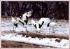 관심 갖지 말란 말이야! | 두루미 Grus japonensis (Red-crowned Crane)