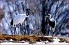 우리가 서로 사랑할 수 있을까... | 두루미 Grus japonensis (Red-crowned Crane)