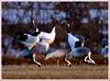 황혼의 노래방 | 두루미 Grus japonensis (Red-crowned Crane)