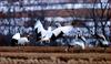 까치발을 하는 녀석들 | 두루미 Grus japonensis (Red-crowned Crane)