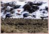 분단, 지뢰밭 그리고 새 | 재두루미 Grus vipio (White-naped Crane)