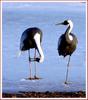 한 다리로 서서 잤더니... | 재두루미 Grus vipio (White-naped Crane)