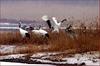 가족 보호 본능 | 두루미 Grus japonensis (Red-crowned Crane)