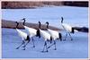 평화로운 산책  | 두루미 Grus japonensis (Red-crowned Crane)