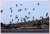 검은머리 물떼새들의 비행 | 검은머리물떼새 Haematopus ostralegus (Eurasian Oystercatcher)