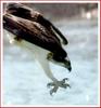 결정적 순간 | 물수리 Pandion haliaetus (Osprey)