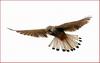 황조롱이 정지비행 | 황조롱이 Falco tinnunculus (Common Kestrel)