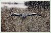 눈과 새 | 왜가리 Ardea cinerea (Gray Heron)