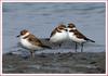 이건 비밀인데 말야, / 꼬마물떼새 | 꼬마물떼새 Charadrius dubius curonicus (Little Ringed Plover)