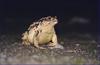 두꺼비 Bufo bufo gargarizans (Korean Common Toad)