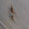 insect shedding 3