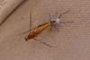 insect shedding
