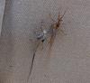 insect shedding 4