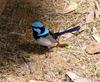 Fairy wren 2