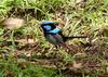 Fairy wren 3