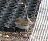 Fairy wren 4