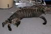 Pandora stretches (cat)