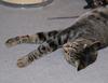 Pandora rests (cat)