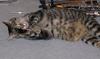 Pandora bathes (cat)