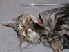Pandora washes face (cat)
