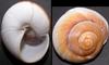 shell 05