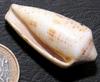 shell 07