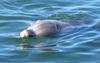 dolphin