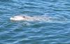 dolphin