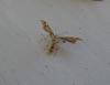 strange moth