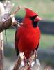 Cardinal