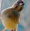 Curious Bird