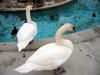 Mute swan